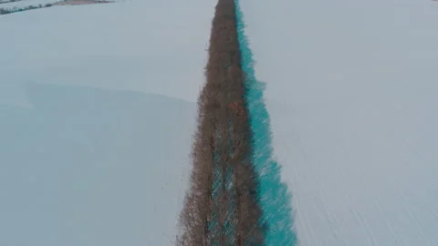 Forest strip protecting the field from soil erosion Video stock 148944028