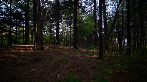 Forest stroll in late canadian summer 4K Stock Footage 295679761