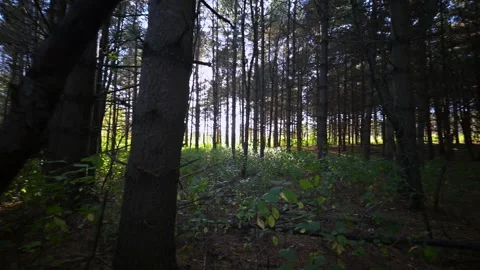 Forest stroll in late canadian summer 4K Stock Footage 295680168