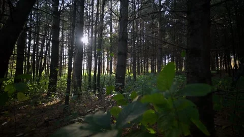 Forest stroll in late canadian summer 4K Stock Footage 295689495