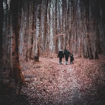 Forest Stroll Stock Photos