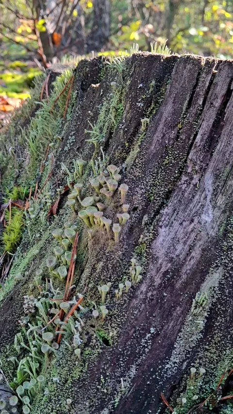 Forest stump Vídeos de archivo 346681545