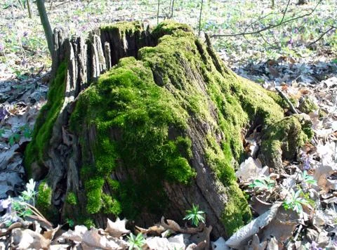 Forest stump Foto stock