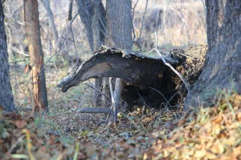 Forest stump. Stock Photos