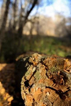 Forest Stump. Fotos Stock