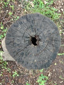 Forest stump Foto stock