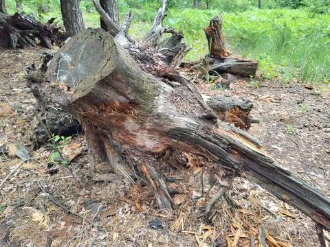Forest, stumps, and roots Стоковые фото