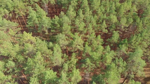 Forest Suburb River Stock Footage 139000144