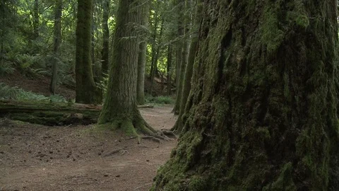 Forest in summer (2 clip sequence) Stock Footage 75210538