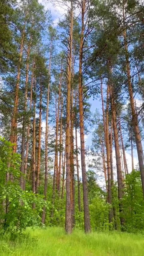 Forest  in summer in central Russia Stock Footage 246574704