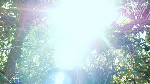 Forest, summer day. The light of the sun makes its way through the thick foliage Stock Footage 80258232