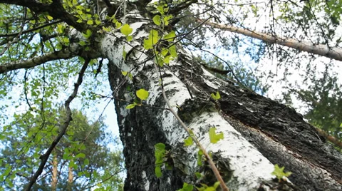 Forest Summer Stock Footage 39214542