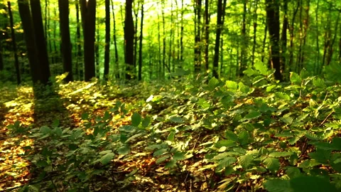Forest in summer Stock Footage 88918317