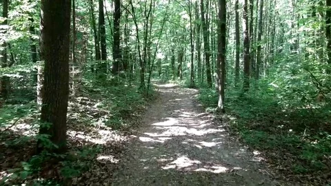 Forest in summer Stockbeeldmateriaal 90505720