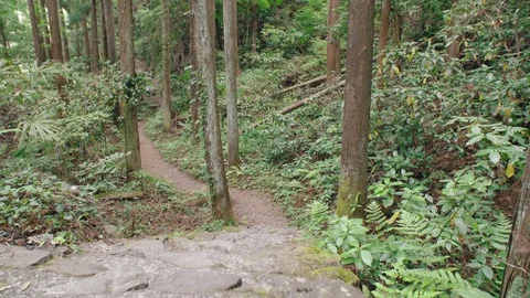 Forest in summer Stock Footage 110378182