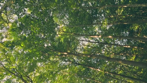 Forest in summer Stock Footage 233285144