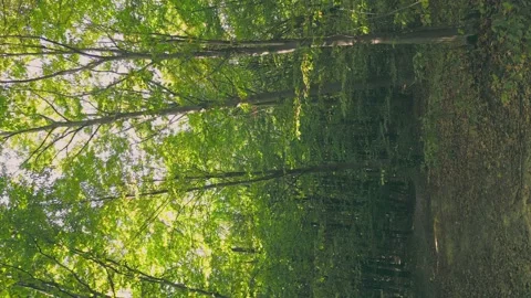 Forest in summer Video stock 233580556