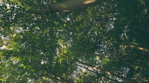 Forest in summer Stock-Footage 234692508