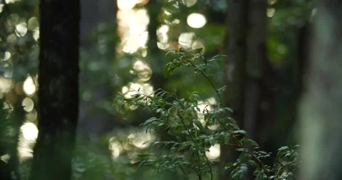 Forest in summer Stock Footage 238796479
