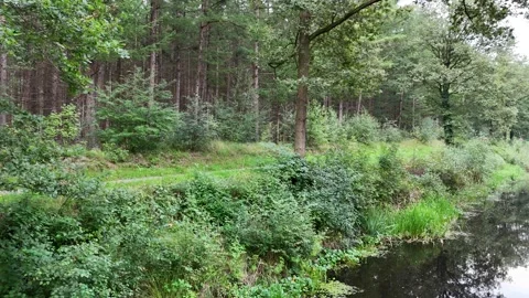 A forest in the summer Stock Footage 249016188