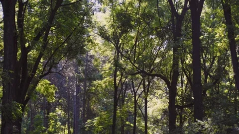 Forest Summer up Stockbeeldmateriaal 272621246