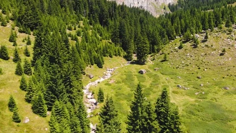 Forest in summer with hiking path, river and fir trees Stock Footage 130852925