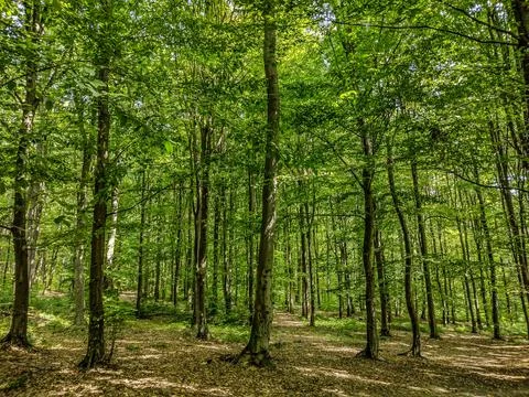 Forest in the summer. Landscape in the forest Fotos de archivo