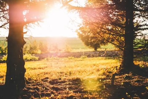 Forest summer landscape 写真素材