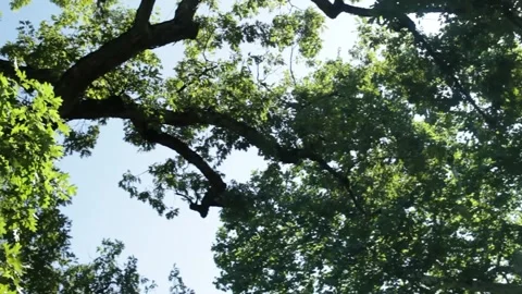 Forest in Summer Light Video stock 301575348