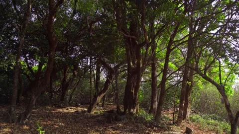 Forest in summer with lush green Video stock 303458235