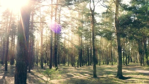 Forest summer magic light wild green cinematic morning story day sunrise park Stock Footage 132251073