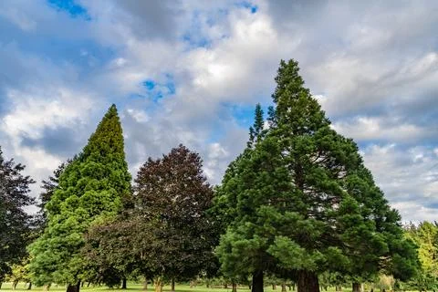 Forest in summer nature. Forest environment. Green nature. Tree growing in park Stock Photos