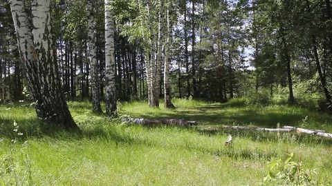 Forest summer nature, view of forest area Video stock 77198617