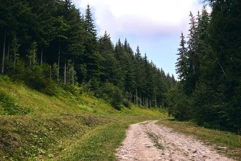 Forest in summer. A path between fir and pine-tree during a sunny day. Dark a Stock Photos
