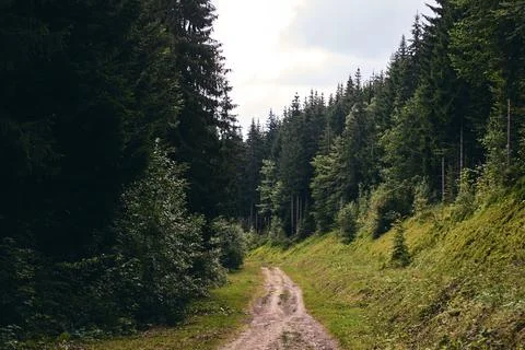 Forest in summer. A path between fir and pine-tree during a sunny day. Dark a Stock Photos