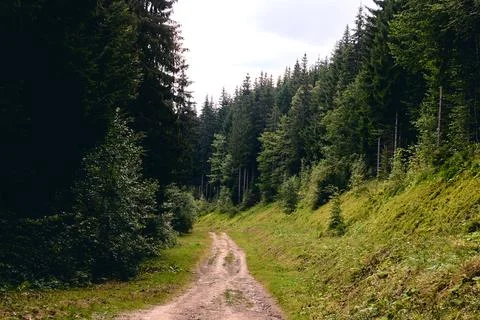 Forest in summer. A path between fir and pine-tree during a sunny day. Dark a Stock Photos