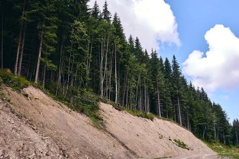 Forest in summer. A path between fir and pine-tree during a sunny day. Dark a Stock Photos