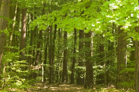 Forest summer Stock Photos