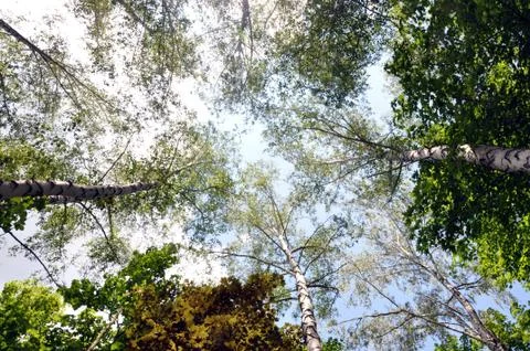 Forest in summer Stock Photos