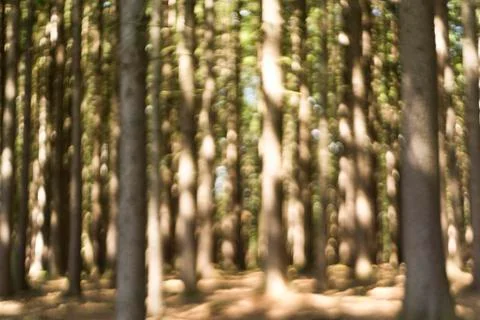 Forest in summer Stock Photos