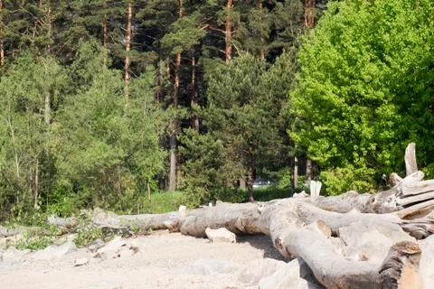 Forest in summer Stock Photos