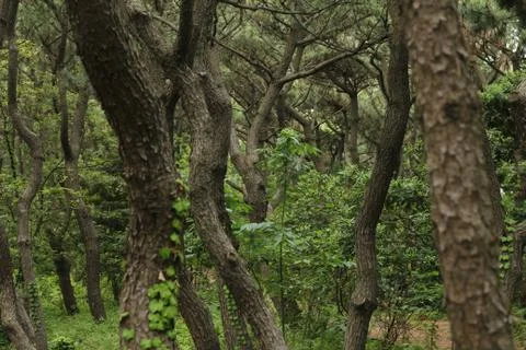 Forest in Summer Stock Photos