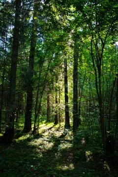 Forest in the summer Stock Photos