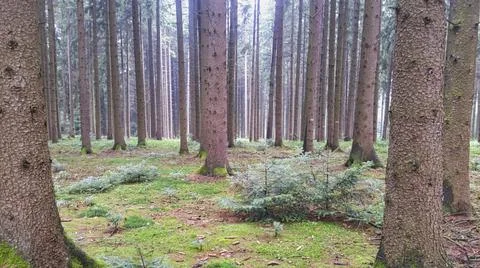 A forest in the summer Stock Photos