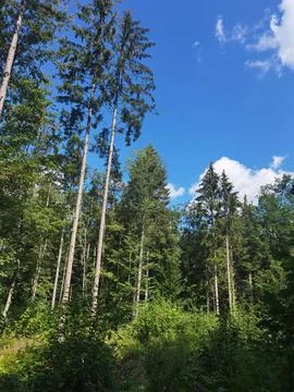 Forest in summer Stock Photos