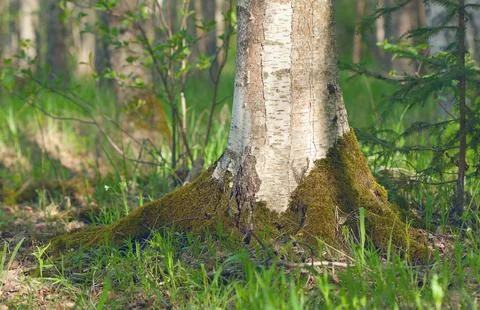 Forest in summer Foto stock