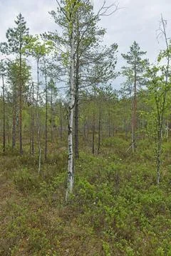 Forest in summer. Stock Photos