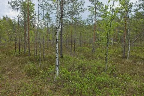 Forest in summer. Stock Photos