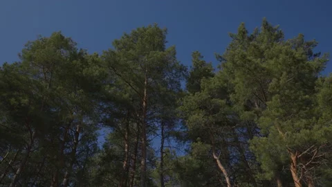 Forest in summer. Pine forest and blue sky Stock Footage 172408841