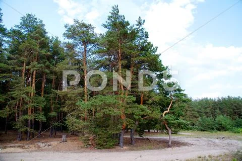 Forest at summer, Russia Stock Photos